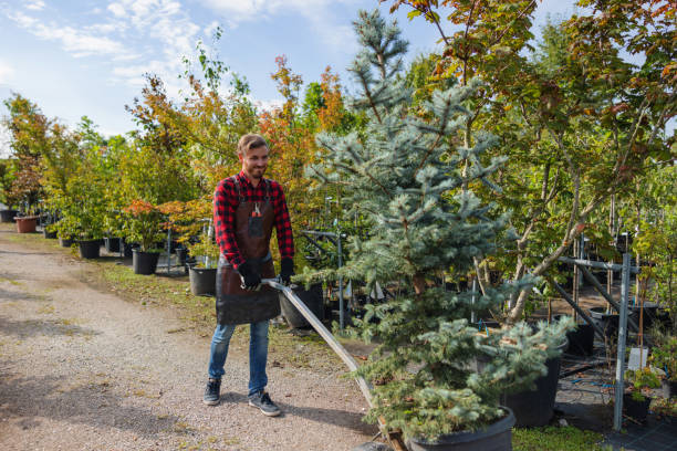 Professional Tree Removal and Landscaping Services in Mountain Top, PA